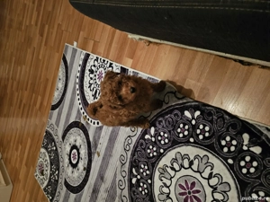 Poodel Toy  - imagine 2