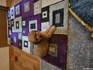 Poodel Toy  - imagine 3