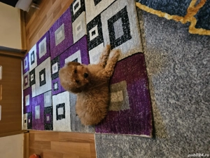 Poodel Toy  - imagine 4