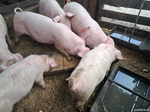 marele alb incrucisat cu landrace - imagine 5