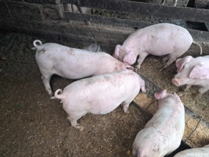 marele alb incrucisat cu landrace - imagine 4