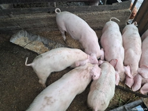 marele alb incrucisat cu landrace - imagine 3