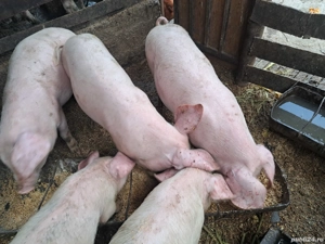 marele alb incrucisat cu landrace - imagine 2