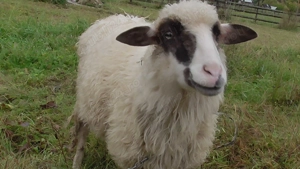 oaie Vatra Dornei - eventual schimb cu caș ori alte produse la a doua oaie