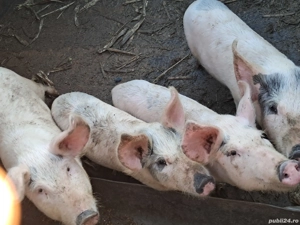 Purcei în jur de 30 kg - imagine 4 Purcei în jur de 30 kg - imagine 4