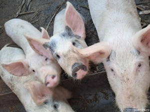 Purcei în jur de 30 kg