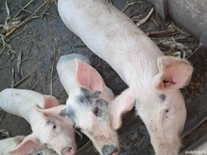 Purcei în jur de 30 kg - imagine 2 Purcei în jur de 30 kg - imagine 2