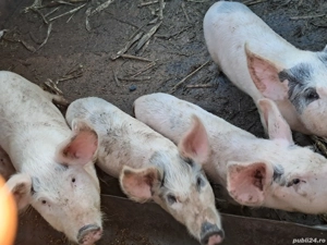 Purcei în jur de 30 kg - imagine 3 Purcei în jur de 30 kg - imagine 3