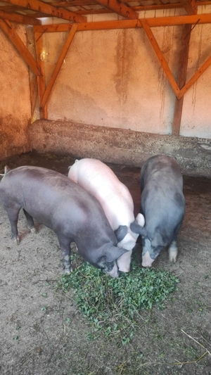 Porci de vânzare 