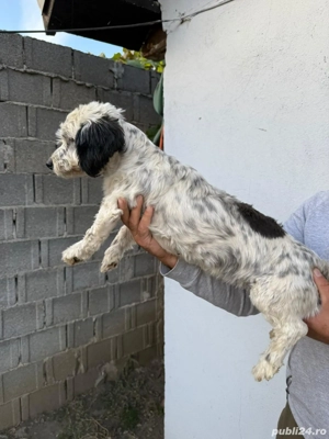 De vinzare bison havanez femelă 