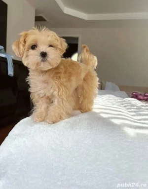 catelusa bichon maltipooo 2 luni