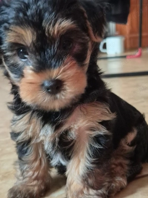 Yorkshire Terrier isi cauta o noua casa! - imagine 2 Yorkshire Terrier isi cauta o noua casa! - imagine 2