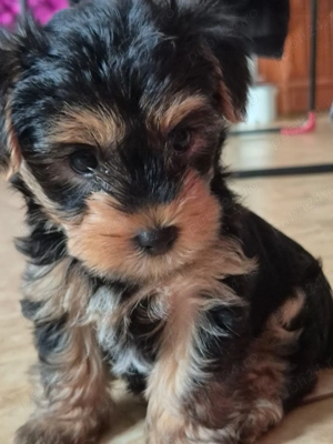 Yorkshire Terrier isi cauta o noua casa! - imagine 3 Yorkshire Terrier isi cauta o noua casa! - imagine 3