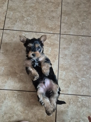 Yorkshire Terrier isi cauta o noua casa! - imagine 4 Yorkshire Terrier isi cauta o noua casa! - imagine 4