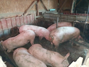 Vand porci - imagine 3