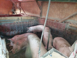 Vand porci - imagine 4