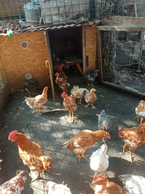 Pui gaina - imagine 2 Pui gaina - imagine 2