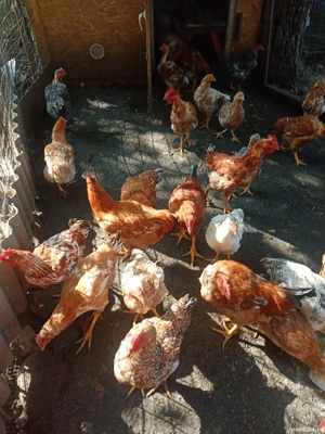 Pui gaina - imagine 3 Pui gaina - imagine 3