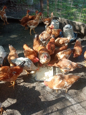 Pui de casă  - imagine 5 Pui de casă  - imagine 5