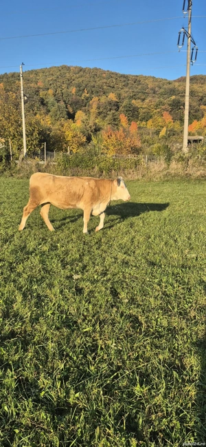 Vând junica baltata