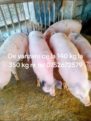 Porci de vânzare 5 bucăți 