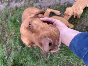 Vizsla Maghiara