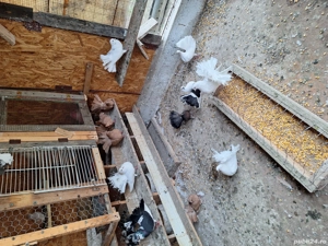 Disponibili  - imagine 3