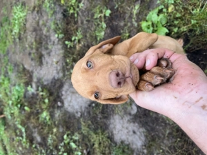 Vizsla Maghiara - imagine 2