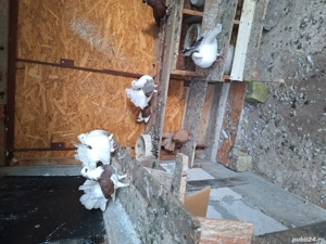 Disponibili  - imagine 4