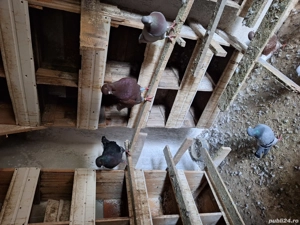 Disponibili  - imagine 5