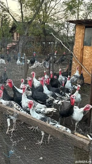 curci de anul acesta