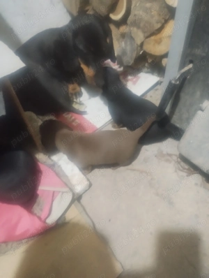 Pui Teckel de  vanzare