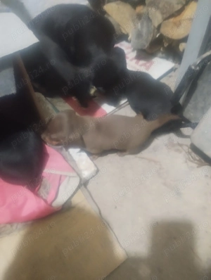 Pui Teckel de  vanzare - imagine 2