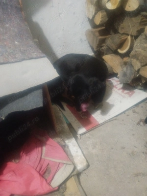 Pui Teckel de  vanzare - imagine 4