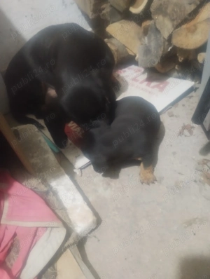 Pui Teckel de  vanzare - imagine 3