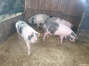 Vand porci de sacrificat