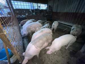 Porci pentru sacrificat - greutăți intre 120 și 200kg - imagine 2