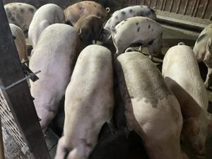 Porci pentru sacrificat - greutăți intre 120 și 200kg