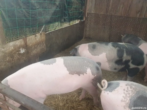 Vand porci de sacrificat - imagine 3 Vand porci de sacrificat - imagine 3