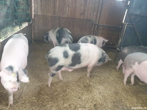 Vand porci de sacrificat - imagine 4 Vand porci de sacrificat - imagine 4