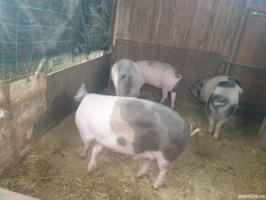 Vand porci de sacrificat - imagine 2 Vand porci de sacrificat - imagine 2