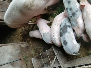 godaci marele alb petreab