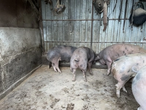 Vând porci pentru sacrificat cu greutăți între 150 și 200kg - imagine 2