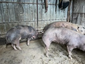 Vând porci pentru sacrificat cu greutăți între 150 și 200kg