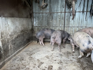 Vând porci pentru sacrificat cu greutăți între 150 și 200kg - imagine 3