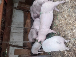 Porci de vanzare - imagine 3