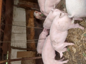 Porci de vanzare - imagine 2