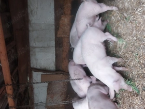 Porci de vanzare - imagine 4