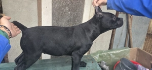 Cane corso xxl superbi 12 săptămâni.  - imagine 2