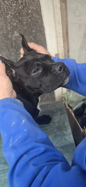 Cane corso xxl superbi 12 săptămâni.  - imagine 5